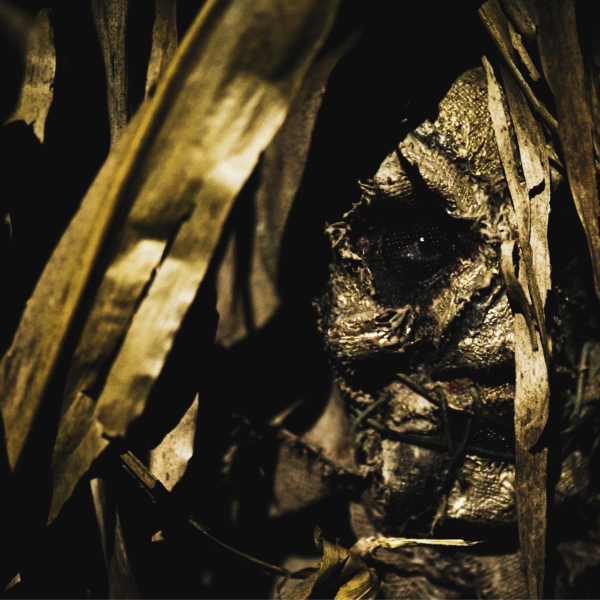 a close up of a tree