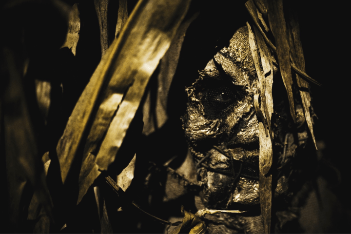 a close up of a tree